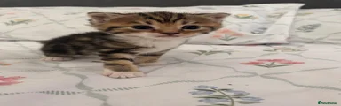 Scottish Fold 2