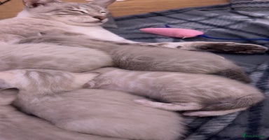 Bengal cats - Advert 12