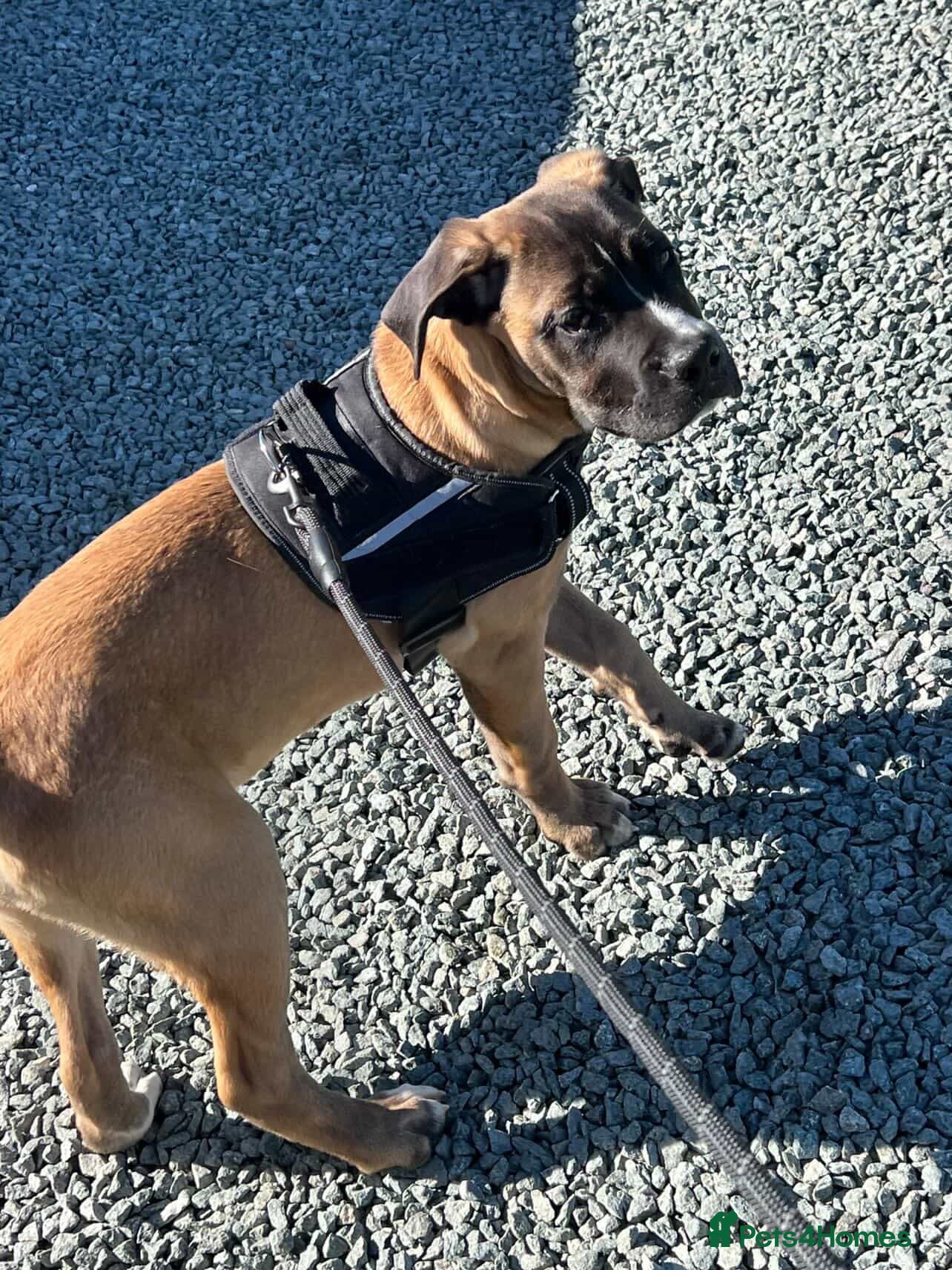 Cane Corso dogs 4 month male cane corso  - Advert 3