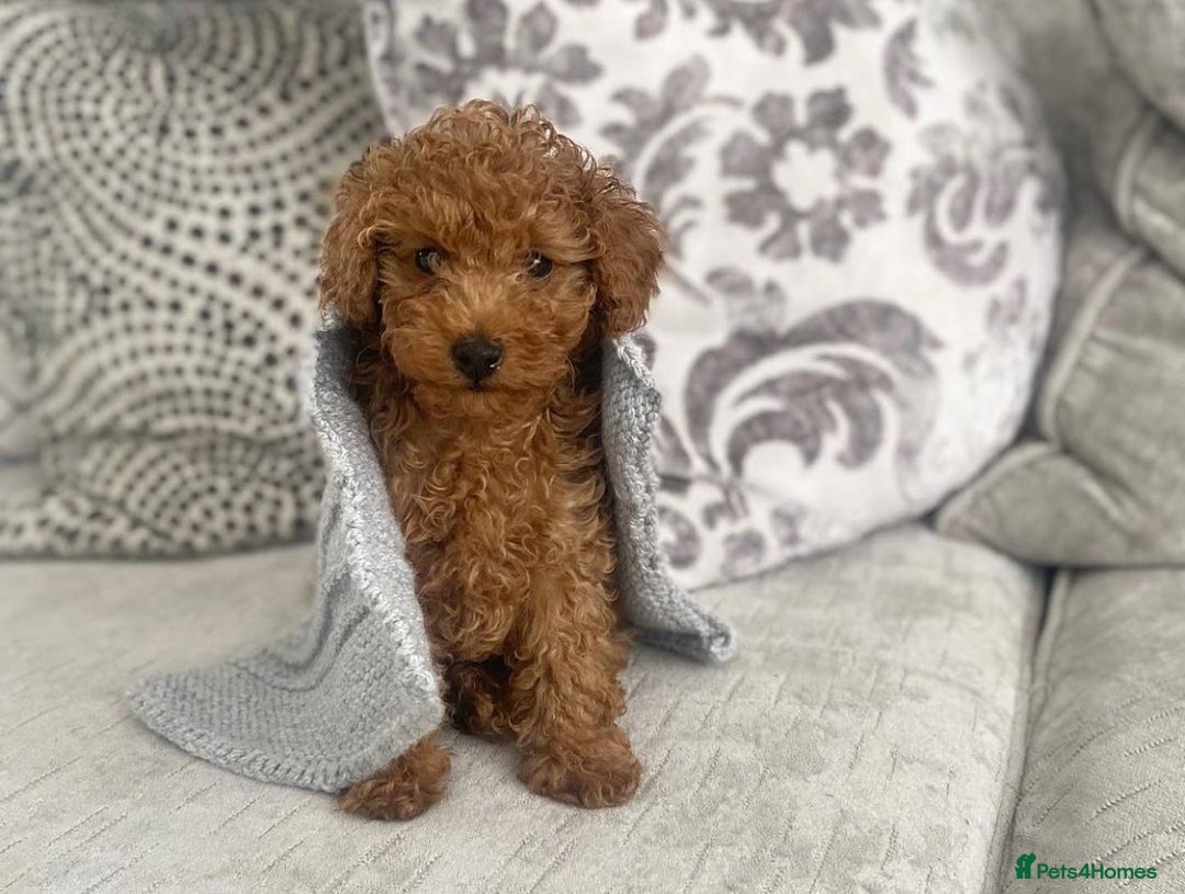 Toy Poodle dogs for sale: READY NOW!! RED F1 POODLE🍓 PUPPIES 🐶 🐕 - Image 8