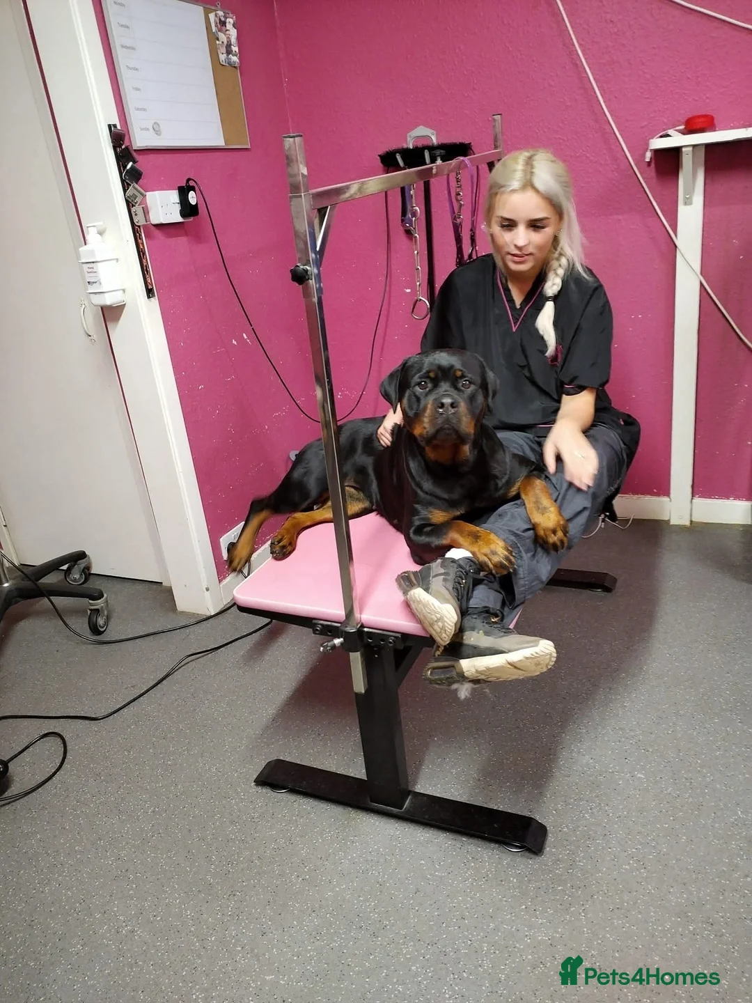 Rottweiler dogs for sale: Excellent Pedigree Dog Puppy - Advert 12