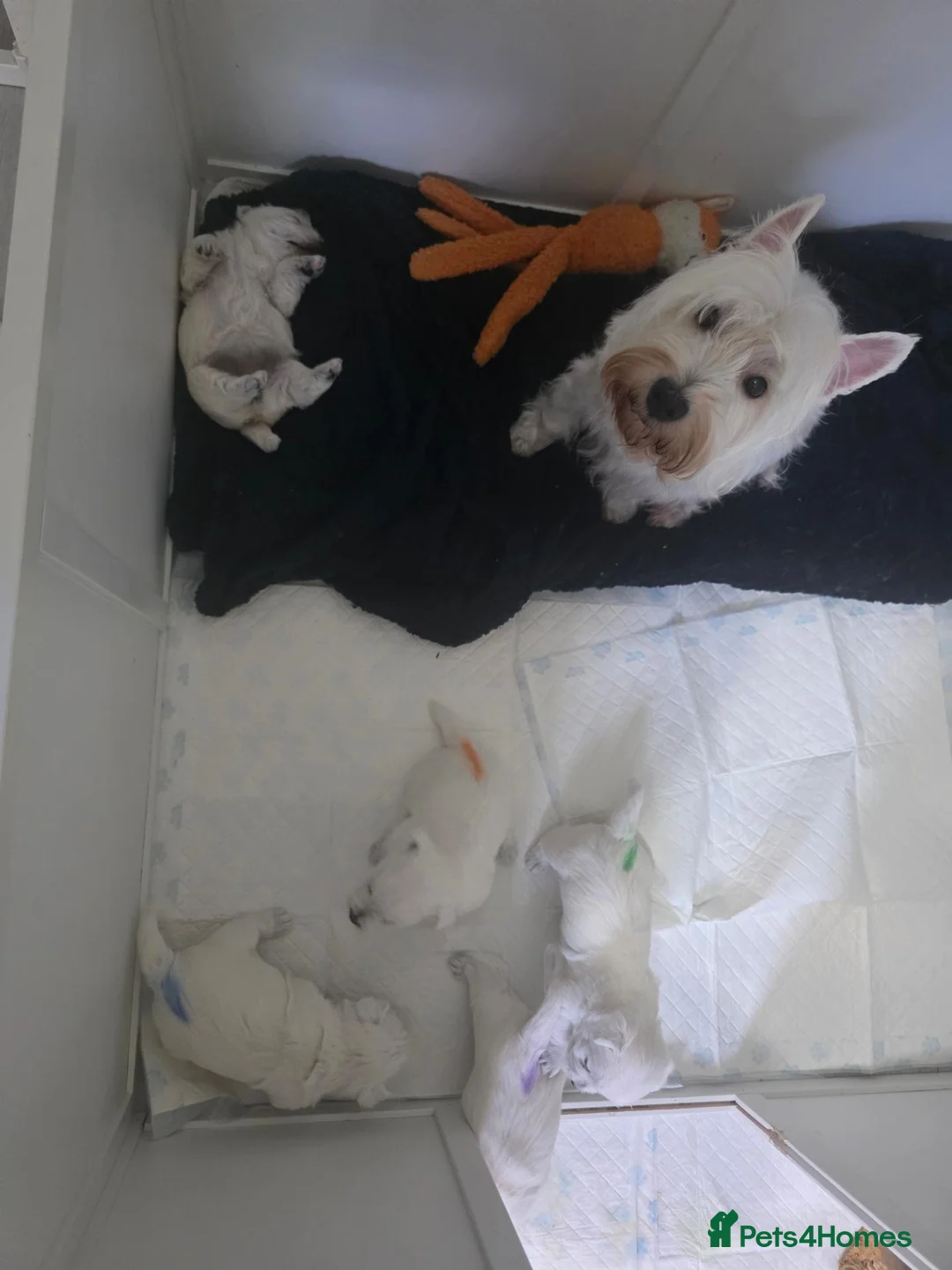 West Highland Terrier dogs for sale: Westie puppies  - Advert 2