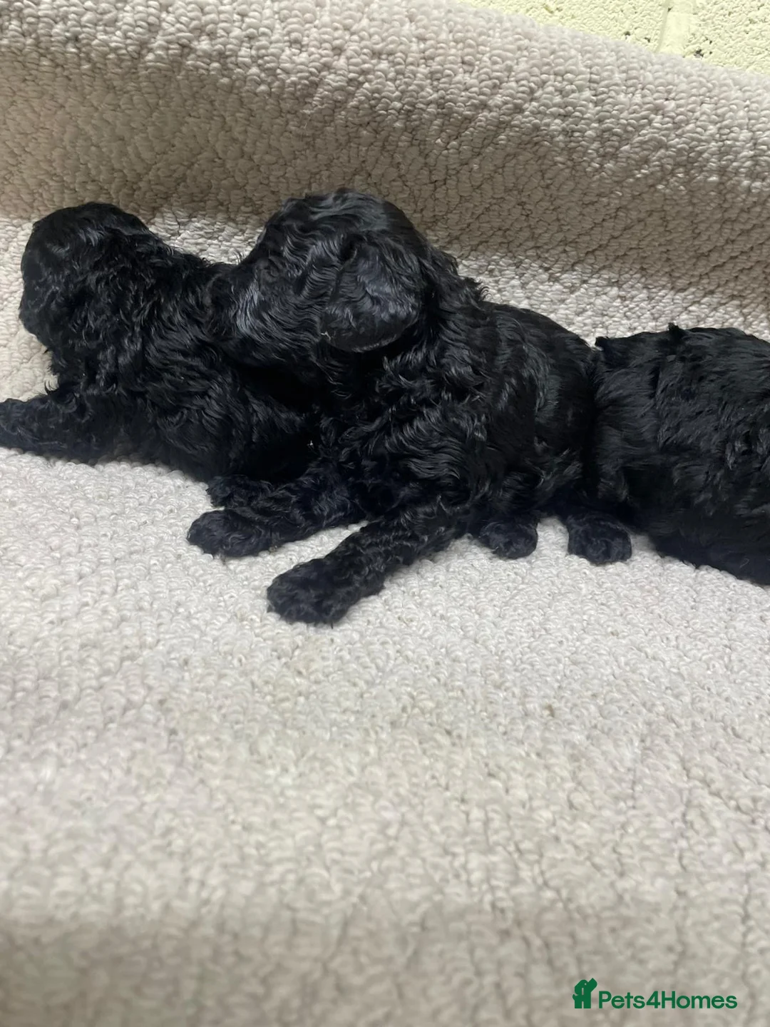 Miniature Poodle dogs for sale: Miniature poodle - Advert 18