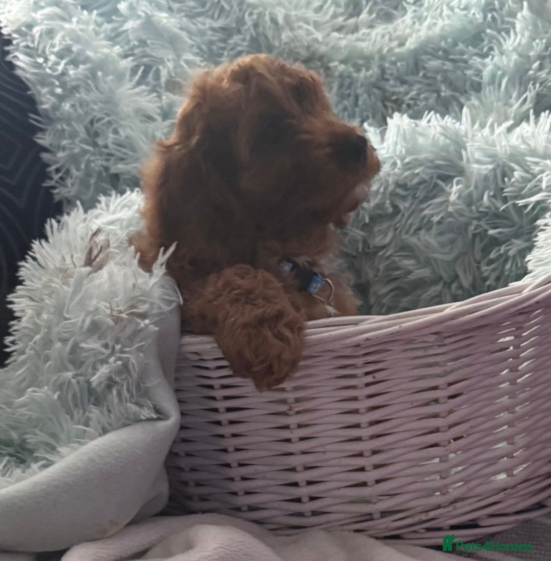 Cavapoo dogs for sale: Strong chunky cavapoo boy puppies ❤️ - Image 4