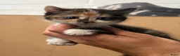 Mixed Breed cats for sale: Beautiful Fluffy Kittens - Advert 5