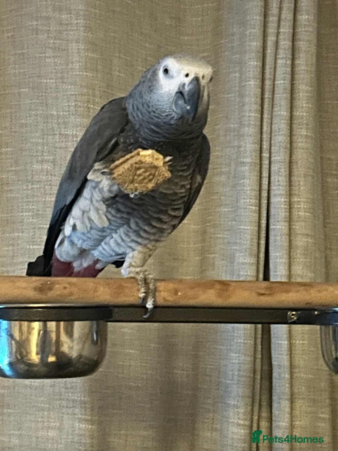 Parrots birds for sale: African grey  - Advert 11