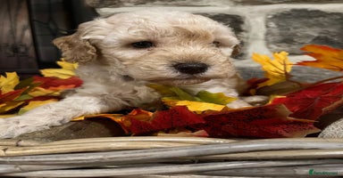 Miniature Poodle dogs Very well bred KC Miniature Poodles - Advert 4