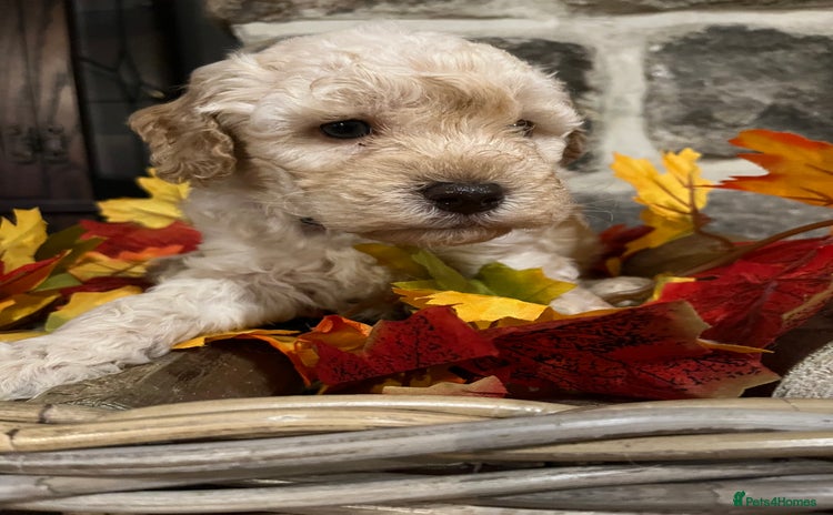 Miniature Poodle dogs Very well bred KC Miniature Poodles - Advert 1