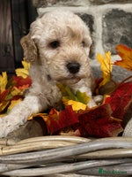 Miniature Poodle dogs Very well bred KC Miniature Poodles - Advert 10