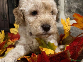 Miniature Poodle dogs Very well bred KC Miniature Poodles - Advert 4