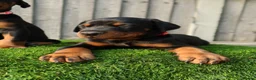 Dobermann dogs for sale: Quality European Dobermann Puppies - 2 Remaining - Advert 9