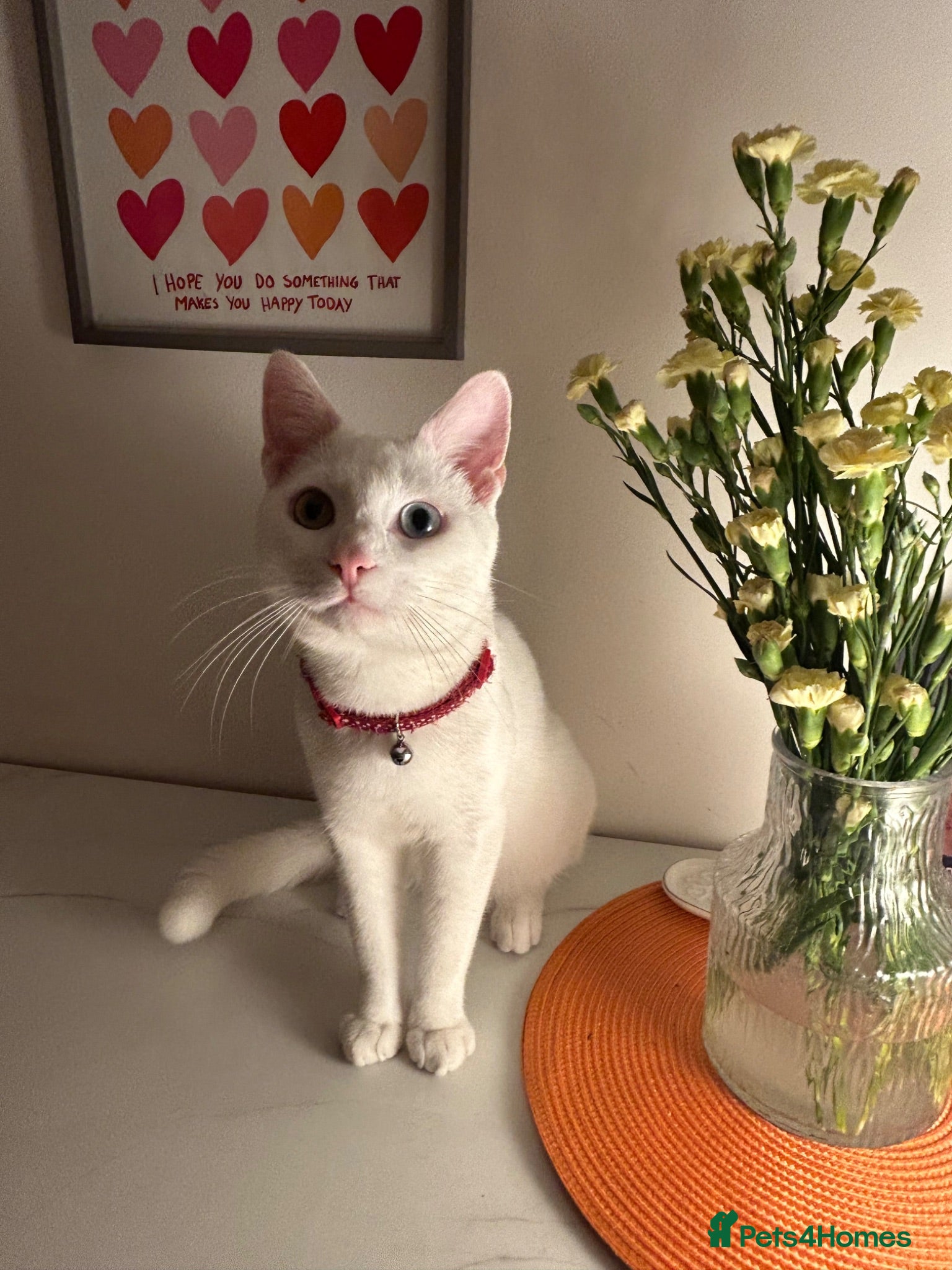 Turkish Angora cats Beautiful White Cat, Bowie.  - Advert 2