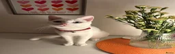 Turkish Angora cats for sale: Beautiful White Cat, Bowie.  in Glasgow - Advert 1