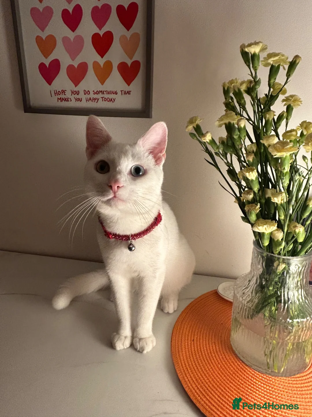 Turkish Angora cats for sale: Beautiful White Cat, Bowie.  in Glasgow - Advert 1