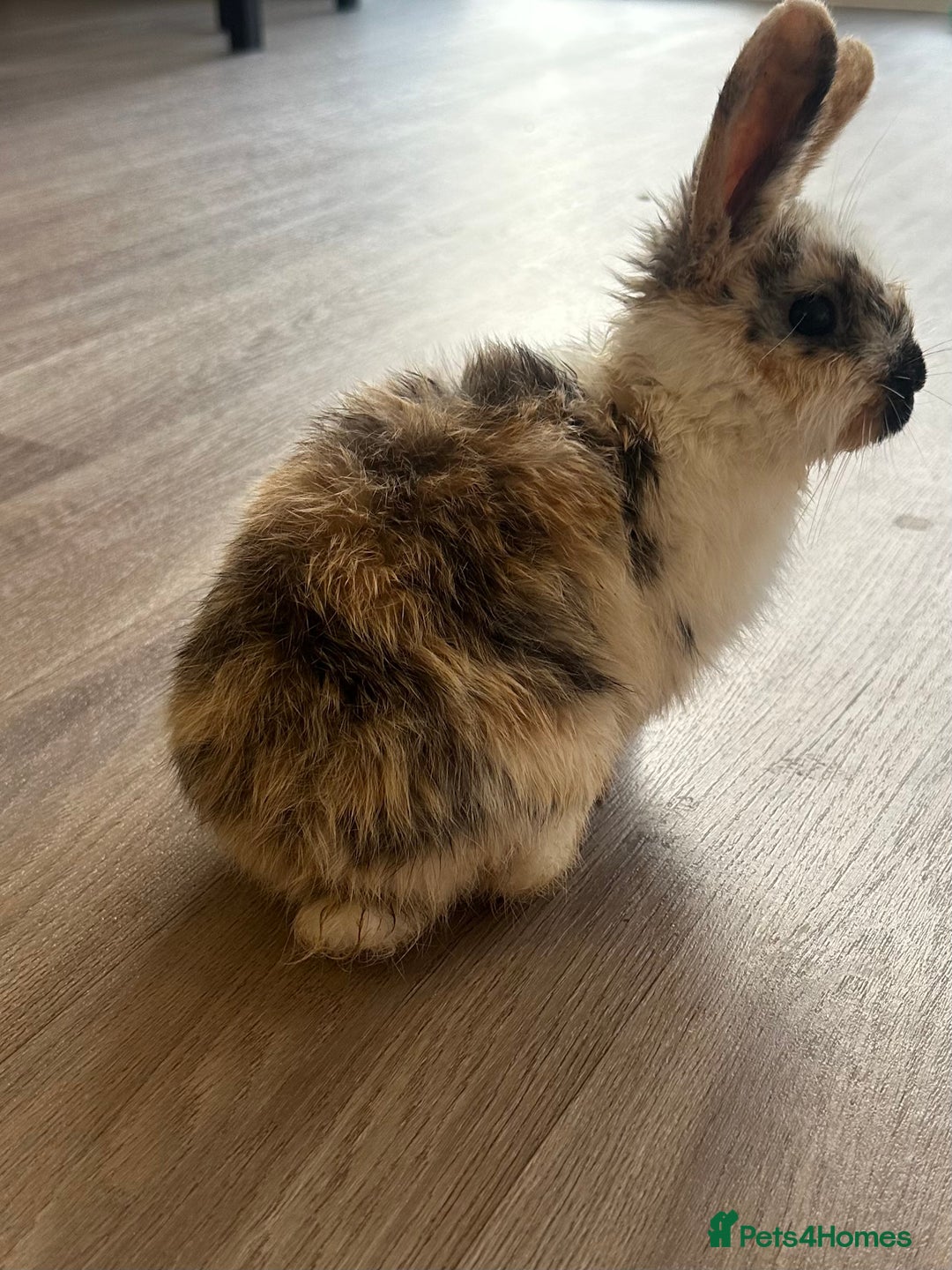 English Lop rabbits for sale: Beautiful rabbits for sale 07840003253  - Image 9