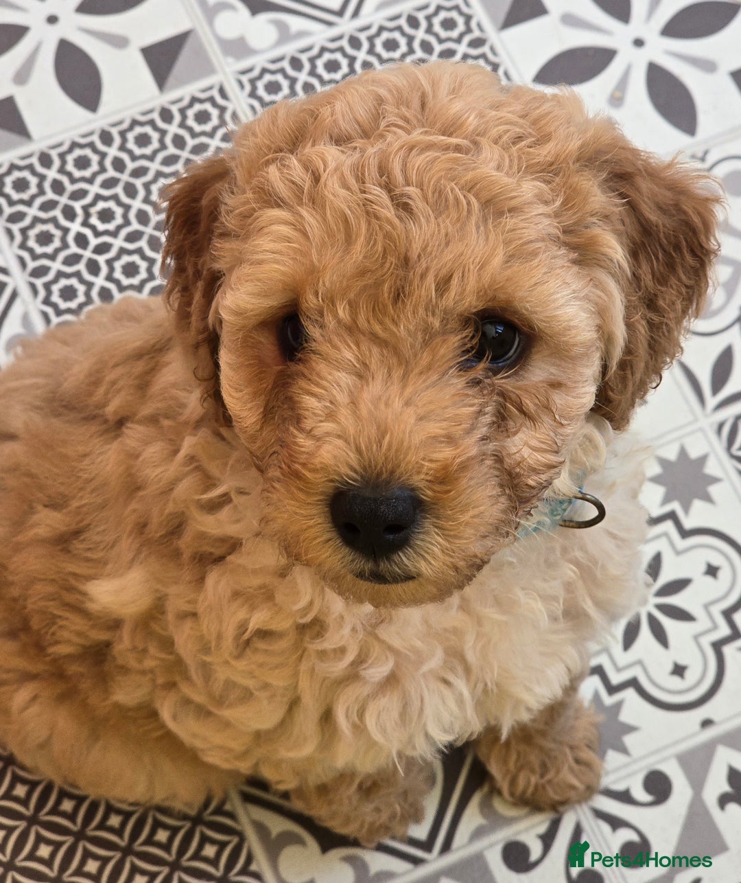Cockapoo dogs for sale: F1B Cockapoo puppies - Image 6