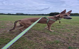 Mixed Breed dogs for sale: Belgian Malinois Kupa - Image 1