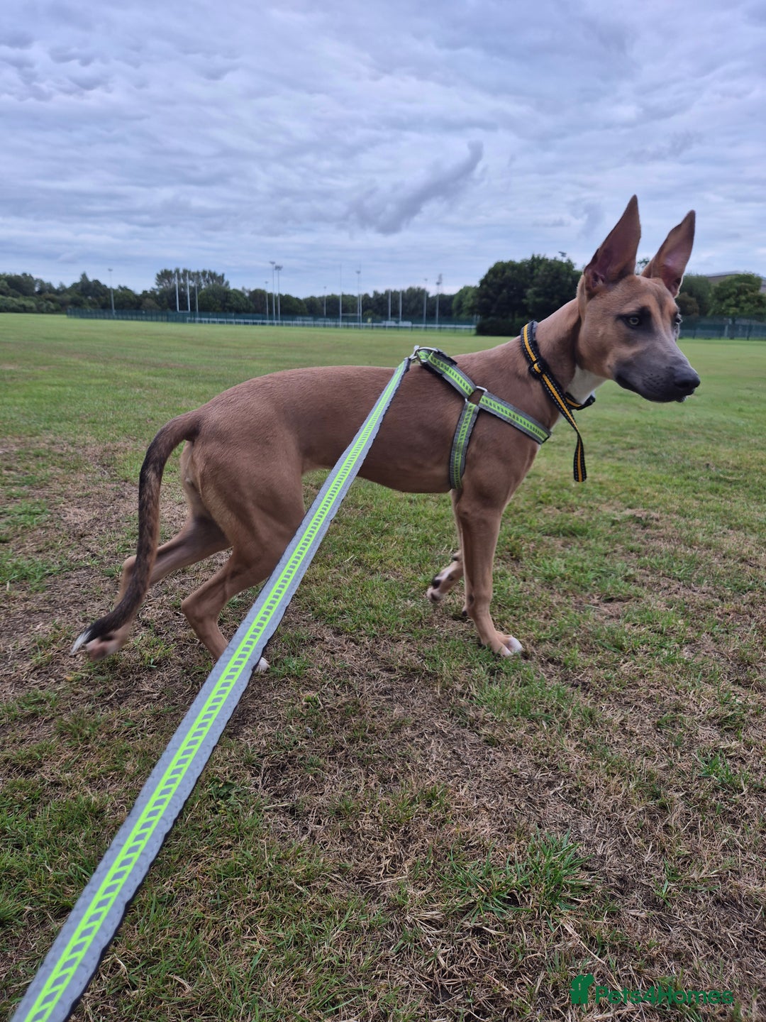 Mixed Breed dogs for sale: Belgian Malinois Kupa - Image 1