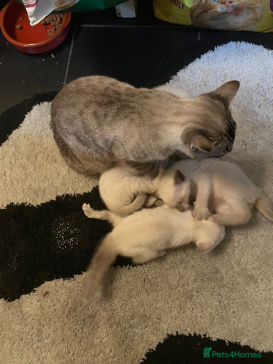 Bengal cats for sale: ABSOLUTELY BEAUTIFUL KITTENS 🐈‍⬛ XX - Advert 13