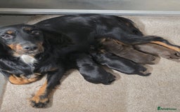 Cocker Spaniel dogs for sale: Outstanding Working Cockers  - Image 2