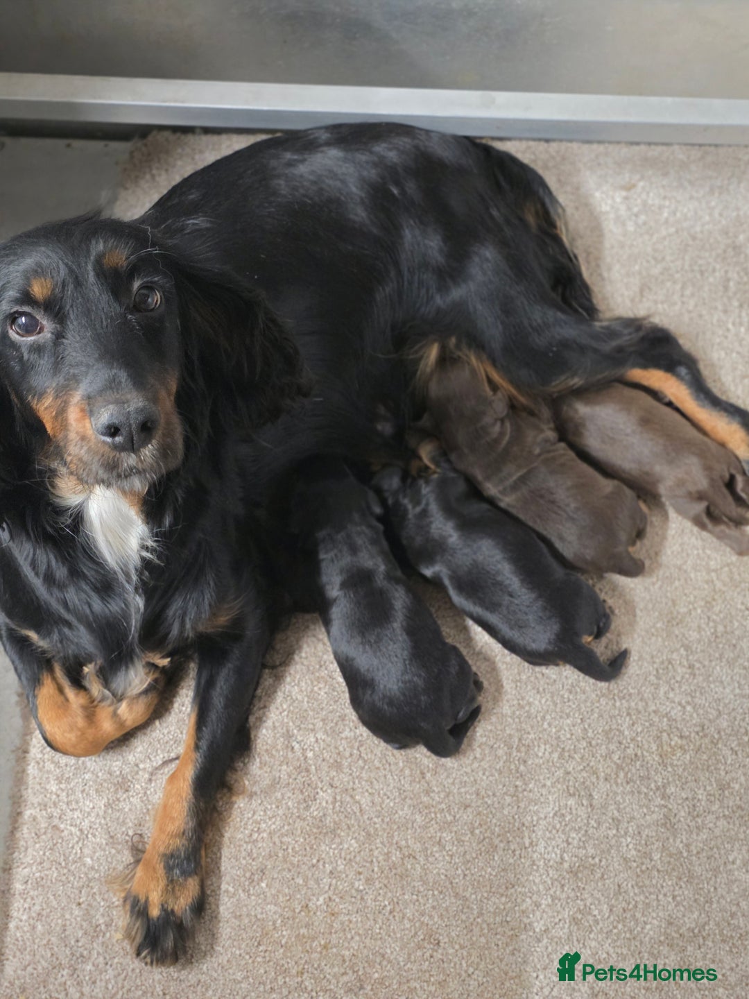 Cocker Spaniel dogs for sale: Outstanding Working Cockers  - Image 2