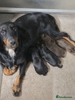 Cocker Spaniel dogs - Advert 2