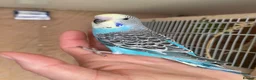 Budgerigars birds for sale: Hand tame baby budgies available  - Advert 2