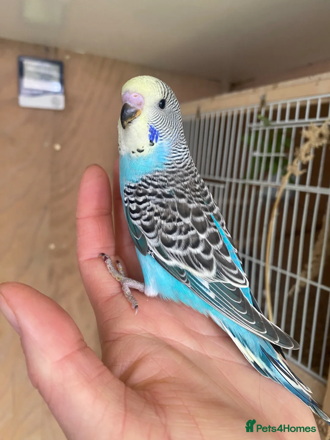 Budgerigars birds for sale: Hand tame baby budgies available  - Advert 2