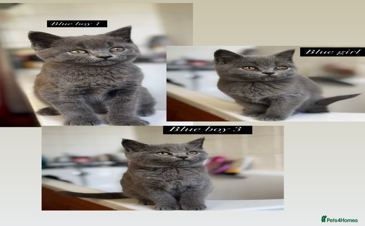 British Shorthair cats - Advert 2