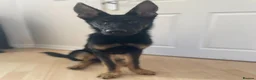 German Shepherd dogs for sale: 7 month old German Shepherd Rehoming - Advert 4