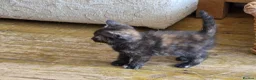Mixed Breed cats for sale: Adorable Female kittens - Advert 12