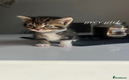 Mixed Breed cats for sale: beautiful, fluffy, tabby litter of 6 kittens - Image 3