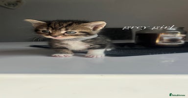 Mixed Breed cats - Advert 15