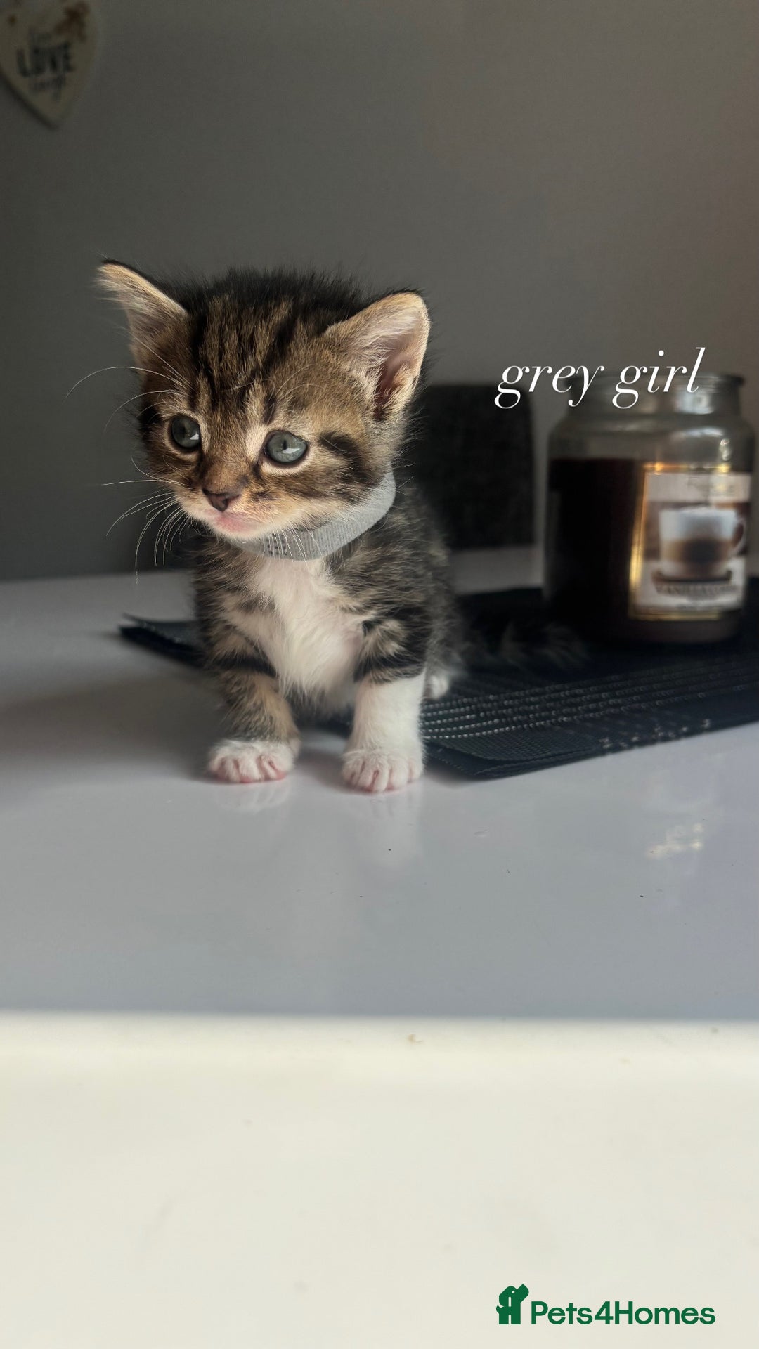 Mixed Breed cats for sale: beautiful, fluffy, tabby litter of 6 kittens - Image 3