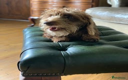 Miniature Dachshund dogs for sale: Wirehaired Miniture Dachshunds KC reg - Image 10