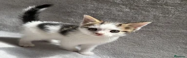 Kitten 2 - female 