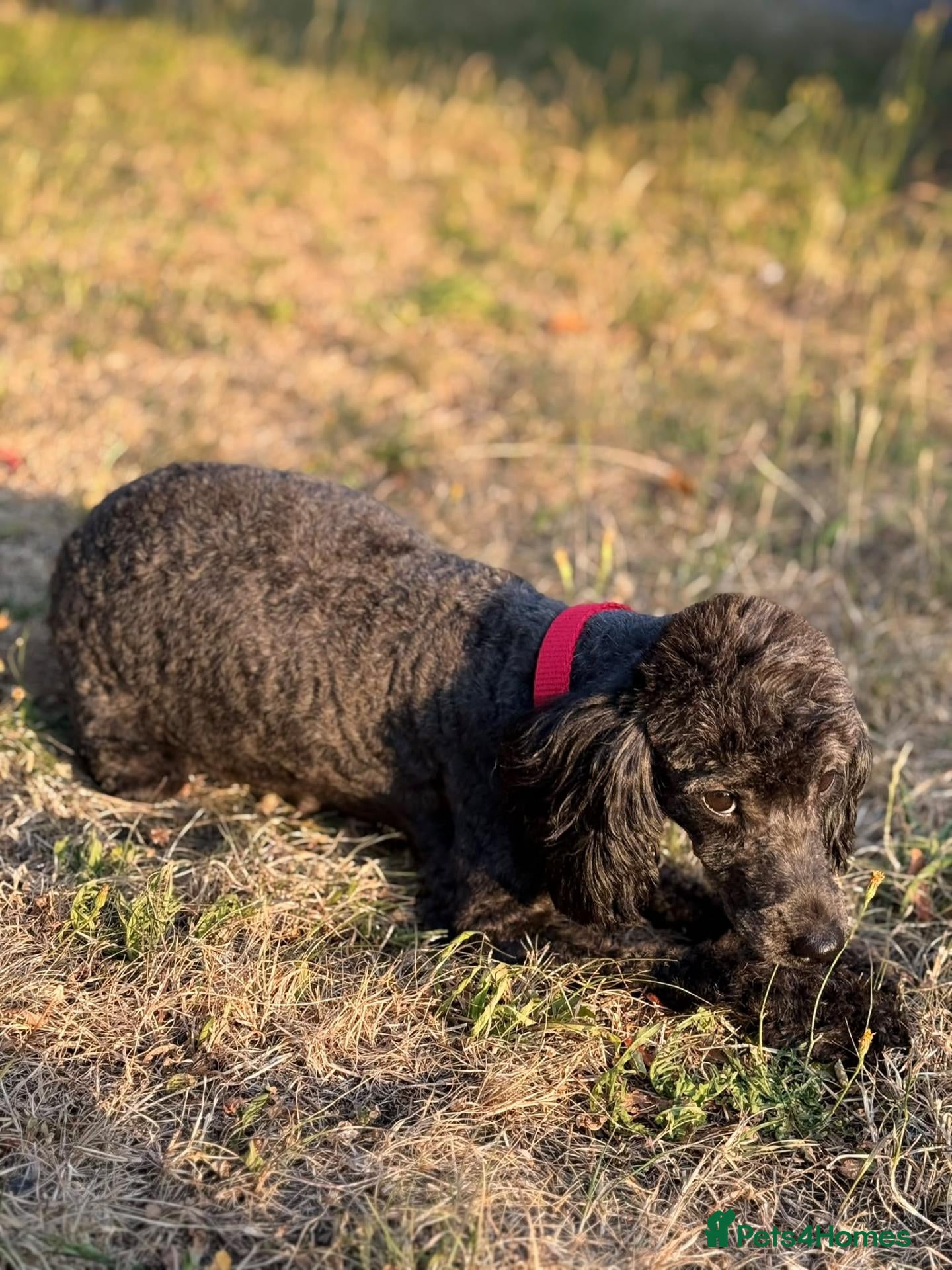Toy Poodle dogs Adorable Toy Poodle Puppy Seeking Forever Home - Advert 1