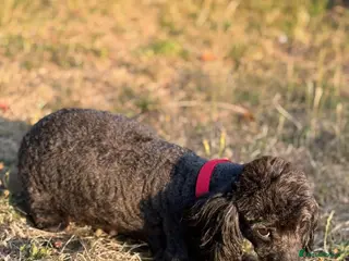 Toy Poodle dogs Adorable Toy Poodle Puppy Seeking Forever Home - Advert 1