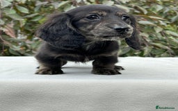 Miniature Dachshund dogs for sale: Miniature L/H Cream and Brindle puppies  - Image 4