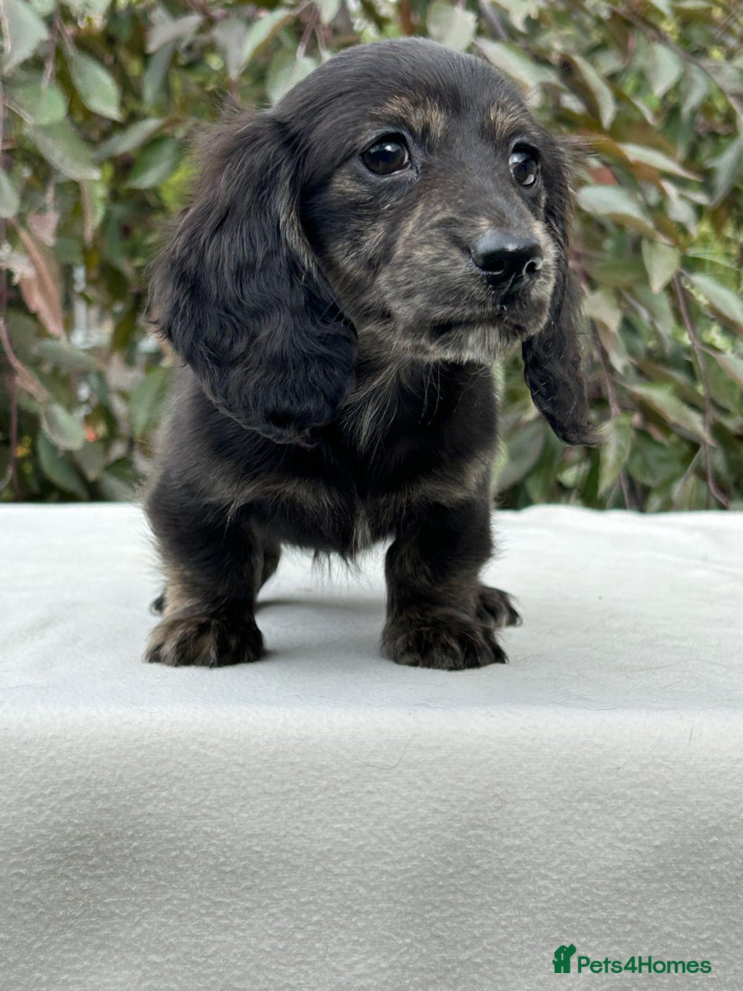 Miniature Dachshund dogs for sale: Miniature L/H Cream and Brindle puppies  - Image 4