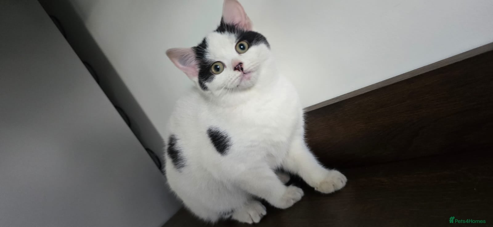 Mixed Breed cats Only the white and black girl available now!🥰 - Advert 6
