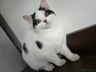 Mixed Breed cats Only the white and black girl available now!🥰 - Advert 6