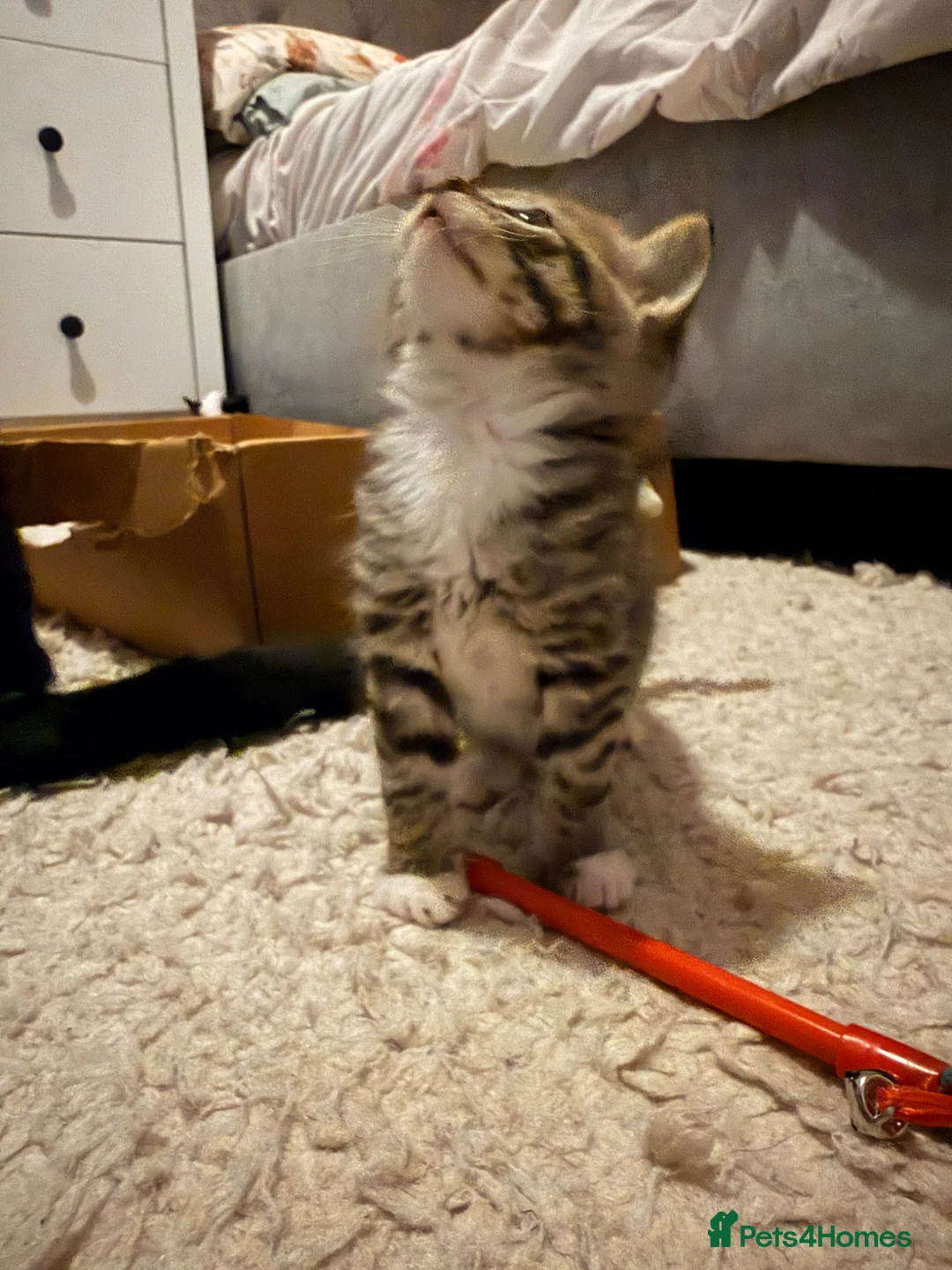 British Shorthair cats for sale: Beautiful litter of 6 kittens! - Advert 13