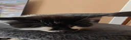 Mixed Breed cats for sale: Kittens in Worksop - Advert 5
