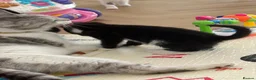 Mixed Breed cats for sale: 😺LOVELY KITTES Available for Collection Today!😺 - Advert 27