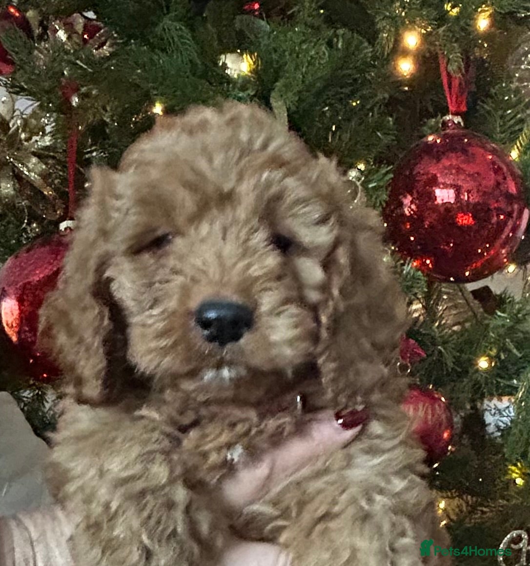 Cockapoo dogs 🐕‍🦺🐶ADORABLE COCKAPOO 🐶 🐕‍🦺 - Advert 9