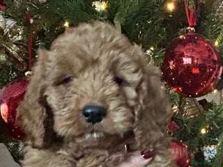 Cockapoo dogs 🐕🦺🐶ADORABLE COCKAPOO 🐶 🐕🦺 - Advert 9