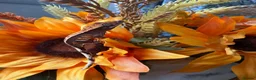 Gecko reptiles for sale: Stunning crested gecko baby  - Advert 1