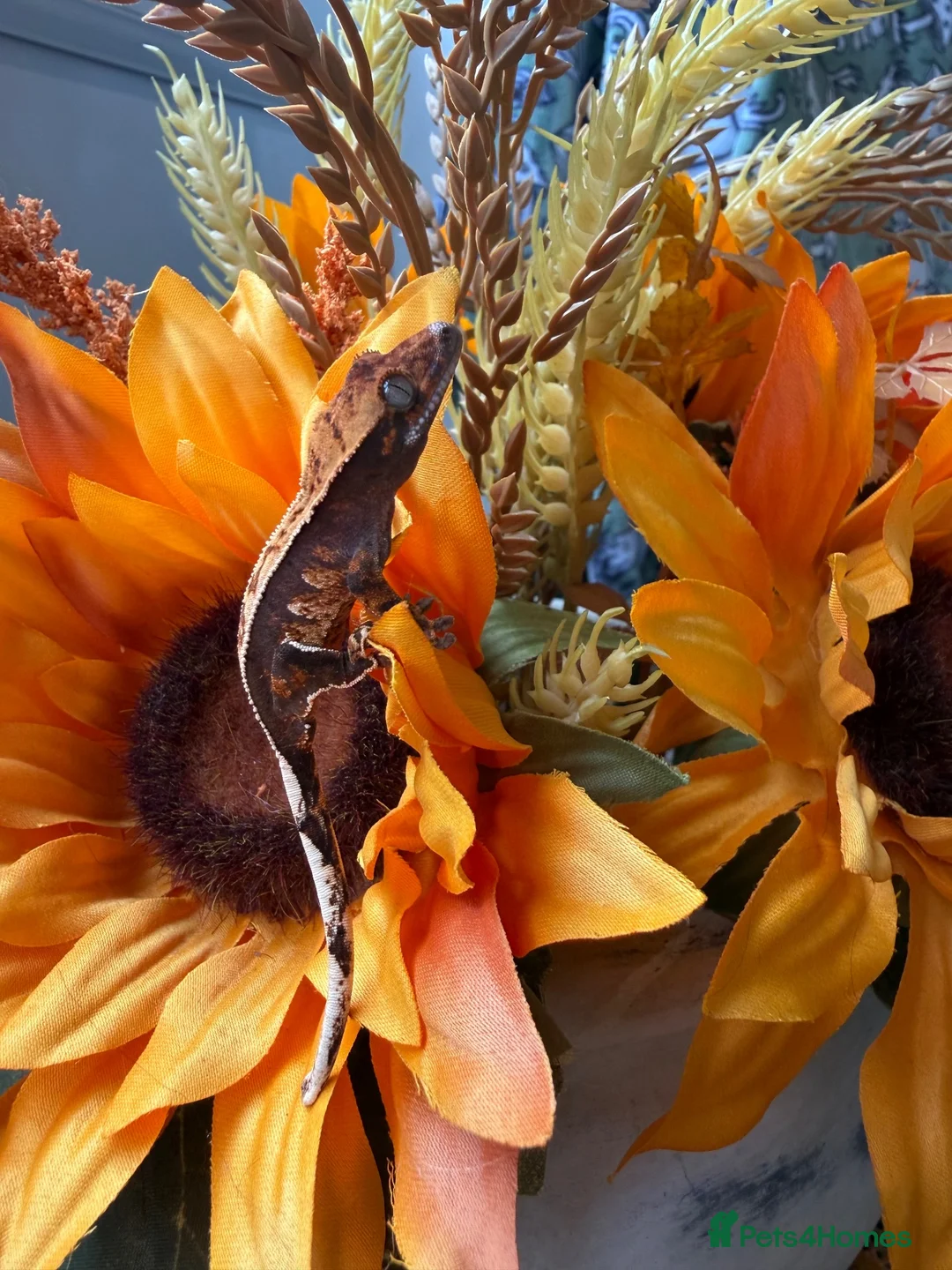 Gecko reptiles for sale: Stunning crested gecko baby  - Advert 1