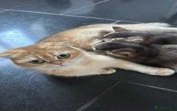 British Shorthair cats for sale: Little blue British cross Scottish fold  - Image 2
